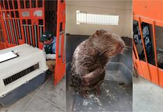 Chincha: Serfor rescata a una pacarana víctima del comercio ilegal en Pueblo Nuevo