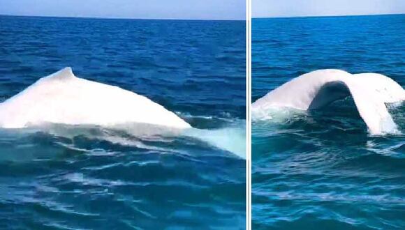 Por primera vez en el Perú, logran captar una ballena blanca en Los Órganos.