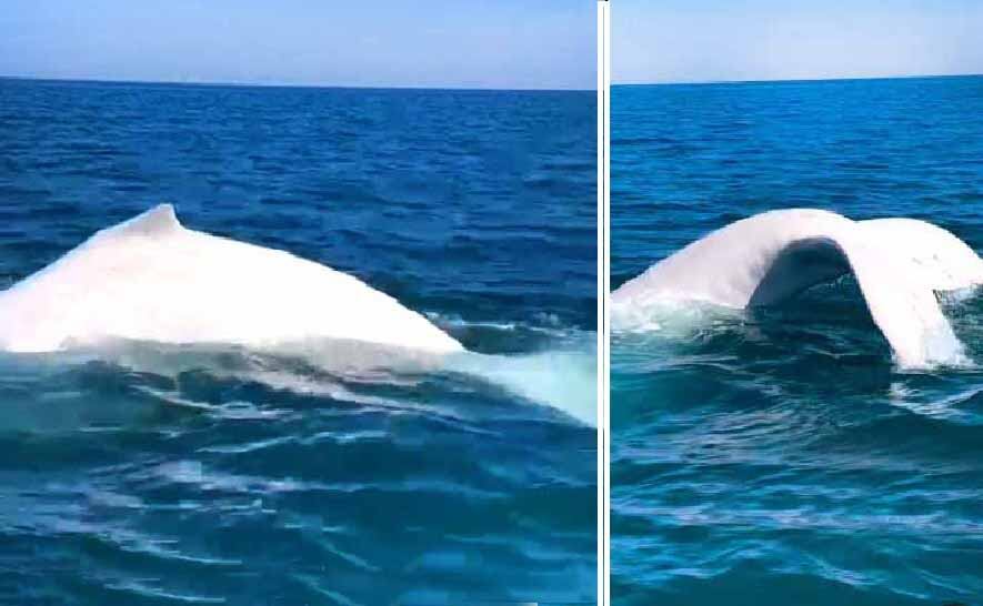 Por primera vez en el Perú, logran captar una ballena blanca en Los Órganos.