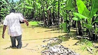 Desborde de río Perené causa daños en viviendas y cultivos