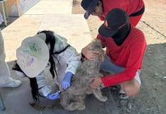 Campaña de vacunación antirrábica en Majes por baja cobertura