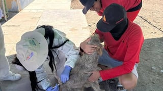 Campaña de vacunación antirrábica en Majes por baja cobertura