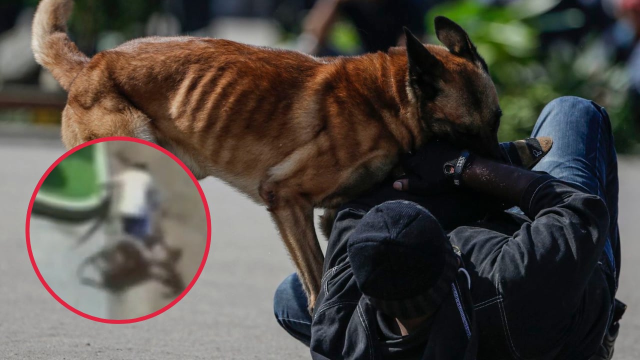 El hecho ocurrió a plena luz del día y fue registrado en imágenes que evidencian la violencia del ataque. Vecinos denuncian abandono y falta de control de animales con dueño.