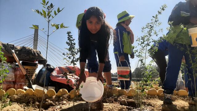 Jóvenes plantan 300 árboles y plantas en el Día Mundial del Medio Ambiente, en Huancayo