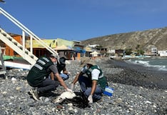 Piura: Serfor refuerza monitoreo de aves marinas reportadas sin vida en playas