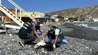 Piura: Serfor refuerza monitoreo de aves marinas reportadas sin vida en playas