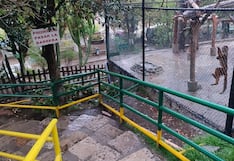 Huancayo: Zoológico prevé acciones para proteger a animales ante la llegada de lluvias en la ciudad