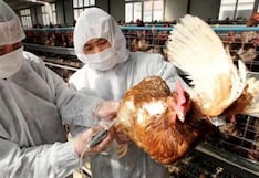 Gobierno declara emergencia sanitaria por influenza aviar