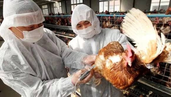 Senasa aplica medidas inmediatas para contener brote de influenza aviar, en el sector Pacanguilla. Se continúa acciones de vigilancia en 5 km a la redonda del foco y envía muestras a sanidad animal.