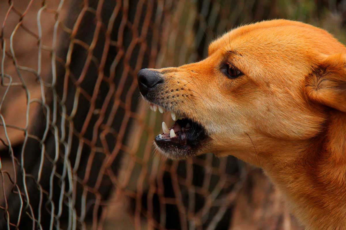 Según el Centro Nacional de Epidemiología, Prevención y Control de Enfermedades del Ministerio de Salud, en el periodo 2022 – 2024 se registraron 83 casos de rabia canina, 80 en Arequipa, dos en Puno y uno en Cusco.