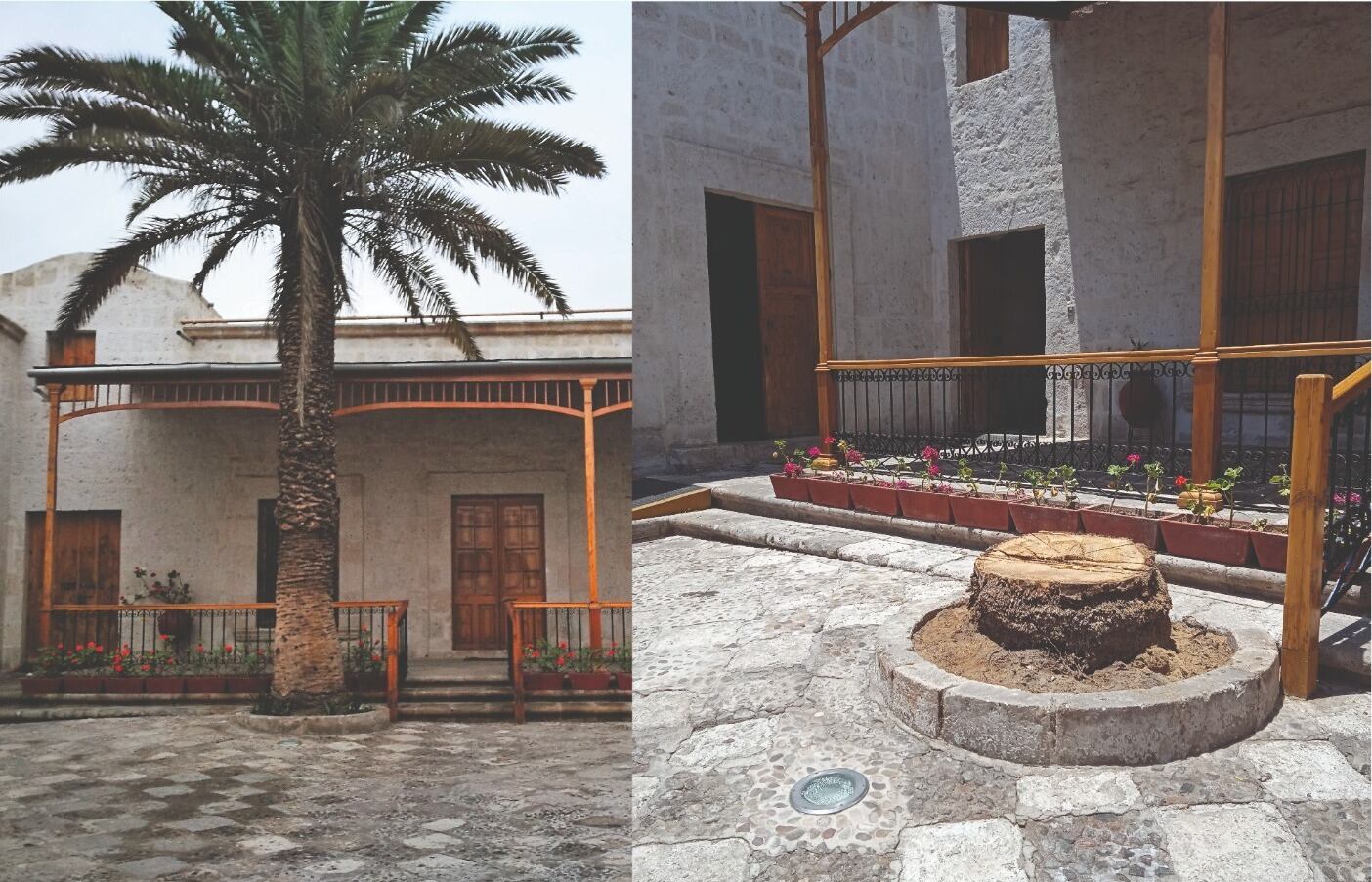 Palmera otorgaba sombra y vida a biblioteca. (Foto: Difusión)