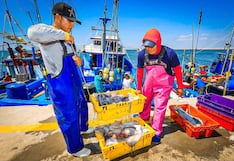 Fenómeno El Niño: explorarán la pota para conocer cómo se distribuye en el mar