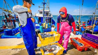 Fenómeno El Niño: explorarán la pota para conocer cómo se distribuye en el mar