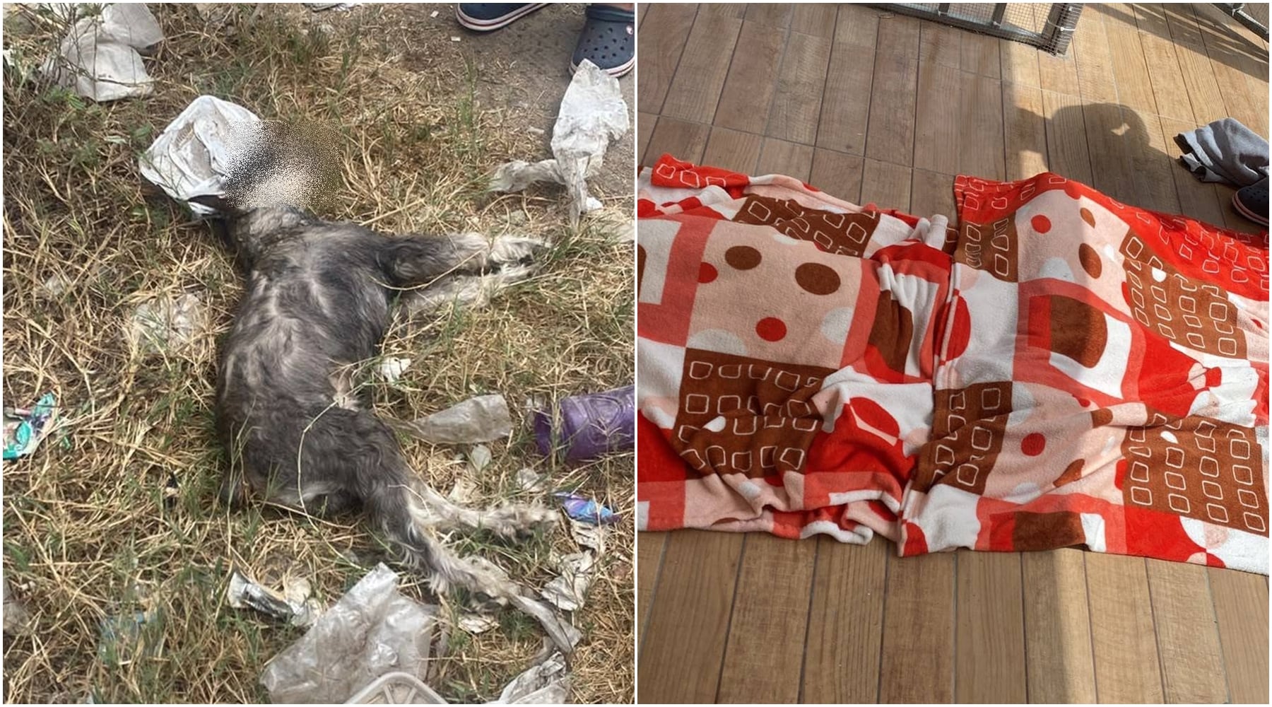 Ica: envenenan a dos perros schnauzer en la urbanización La Florida, en Subtanjalla