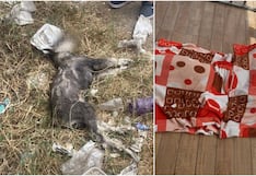 Ica: envenenan a dos perros schnauzer en la urbanización La Florida, en Subtanjalla