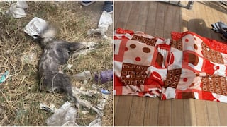 Ica: envenenan a dos perros schnauzer en la urbanización La Florida, en Subtanjalla