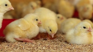 Trituración de pollitos causa polémica y gran conmoción