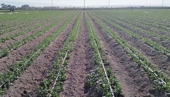Escasez de agua empieza a afectar la produción de hectáreas agrícolas en CaravelÍ. (Foto: GEC)