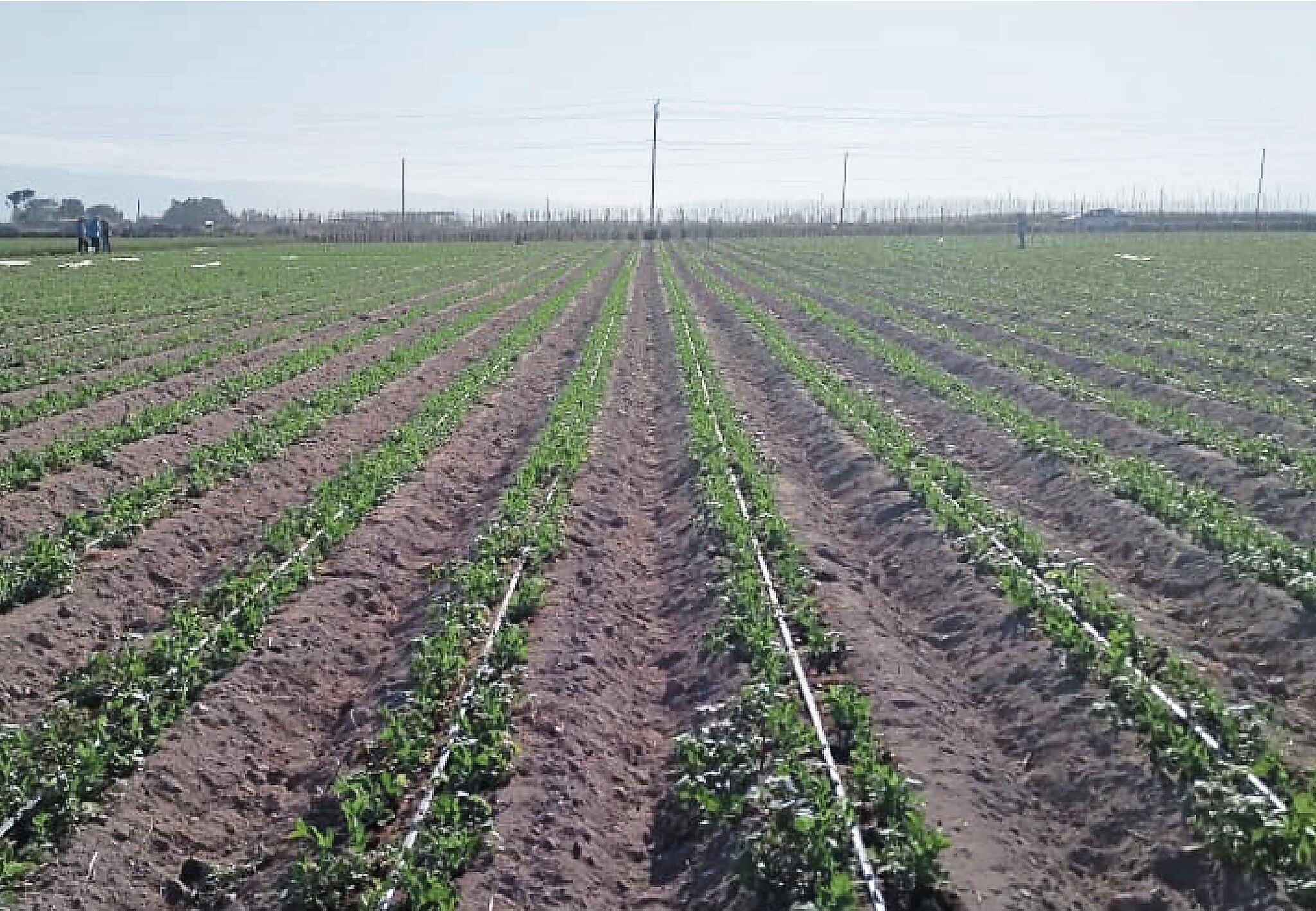 Escasez de agua empieza a afectar la produción de hectáreas agrícolas en CaravelÍ. (Foto: GEC)