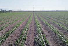 El Niño: 3 mil hectáreas de cultivos en riesgo por fenómeno en Arequipa