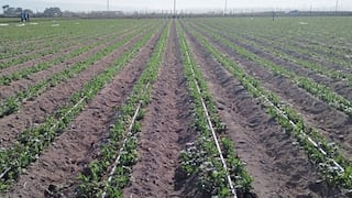 El Niño: 3 mil hectáreas de cultivos en riesgo por fenómeno en Arequipa