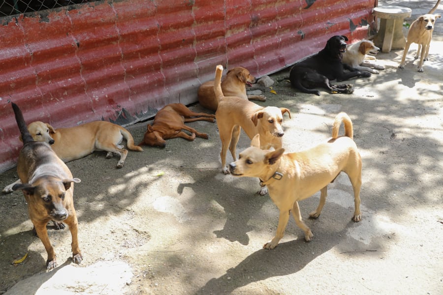 AME6821. LA GUAIRA (VENEZUELA), 02/07/2026.- Fotografía que muestra perros cerca a una carpa de asistencia veterinaria este jueves, en La Guaira (Venezuela). EFE/ Raúl Martínez
