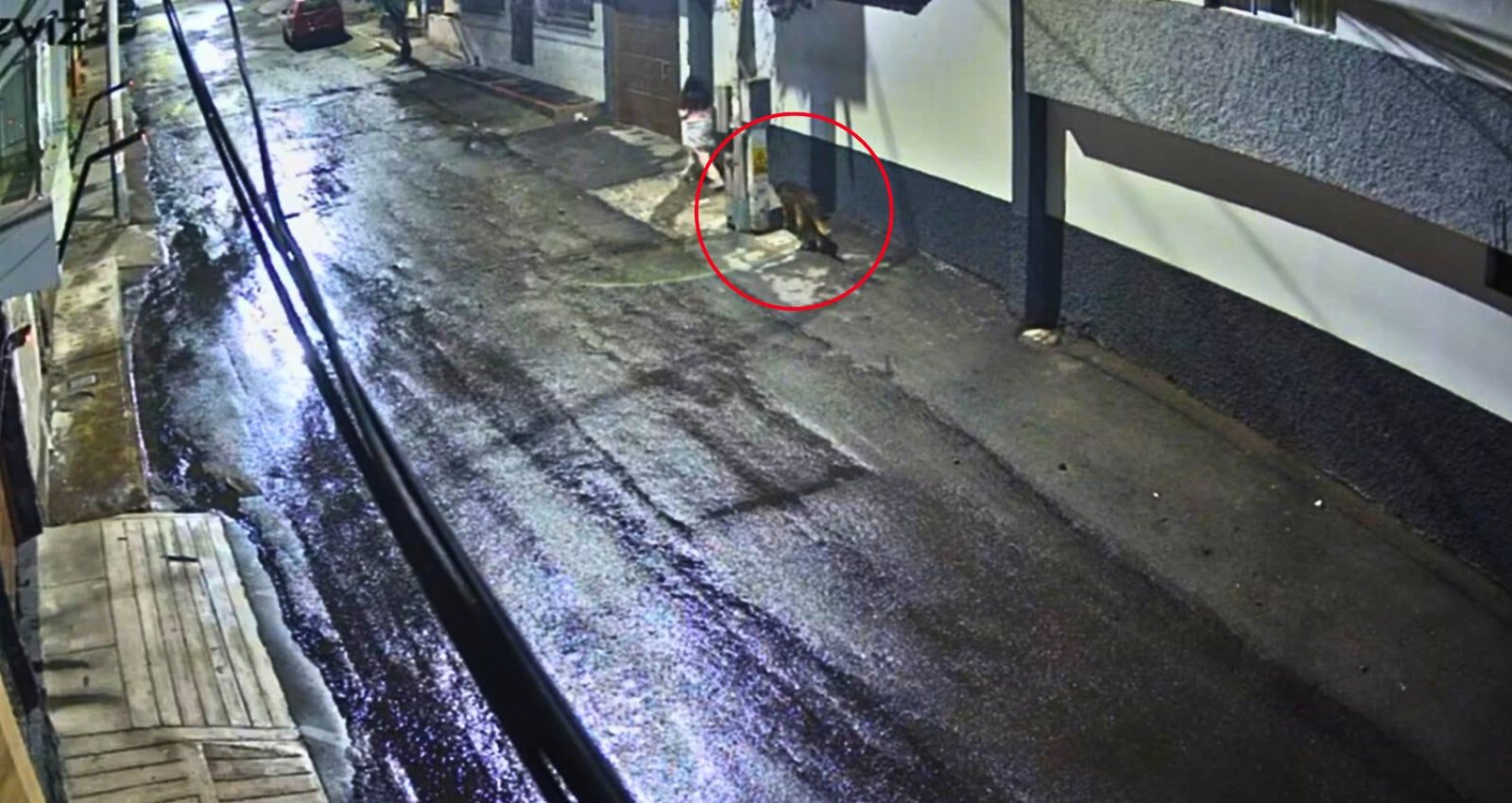 Perro sufre descarga eléctrica en Paucarpata y vecinos denuncian tardía intervención. Foto: Captura de pantalla.