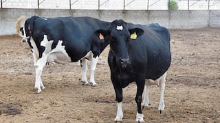 Curso integral para mejorar crianza de ganado en Arequipa