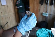Salvan a tres ardillas en Arequipa que fueron abandonadas en un contenedor de basura