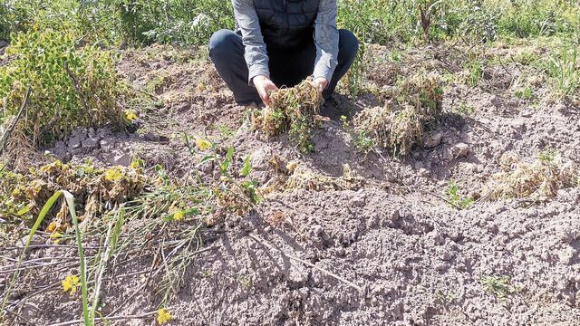 Arequipa: Ocho hectáreas de cultivo dañadas por heladas en Huambo