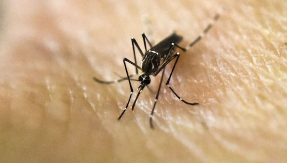 El último reporte del Ministerio de Salud confirma 314 casos de dengue grave en lo que va del año. (Photo by LUIS ROBAYO / AFP)