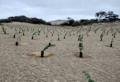 Nasca alcanza meta de 10 mil huarangos plantados para recuperar ecosistemas degradados