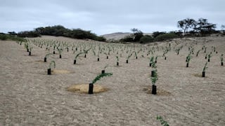 Nasca alcanza meta de 10 mil huarangos plantados para recuperar ecosistemas degradados