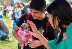 Perrotón 2025: más de 50 perros esperan ser adoptados este domingo en Lima