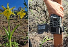 Reserva Nacional de Lachay utiliza cámaras trampa para proteger la flor de Amancaes