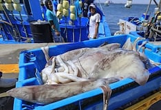 Piura lidera el desembarque de pota con 67% de la producción nacional