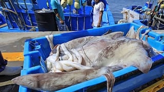 Piura lidera el desembarque de pota con 67% de la producción nacional