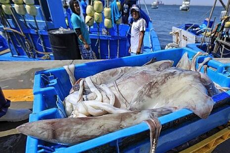 Piura lidera el desembarque de pota con 67% de la producción nacional