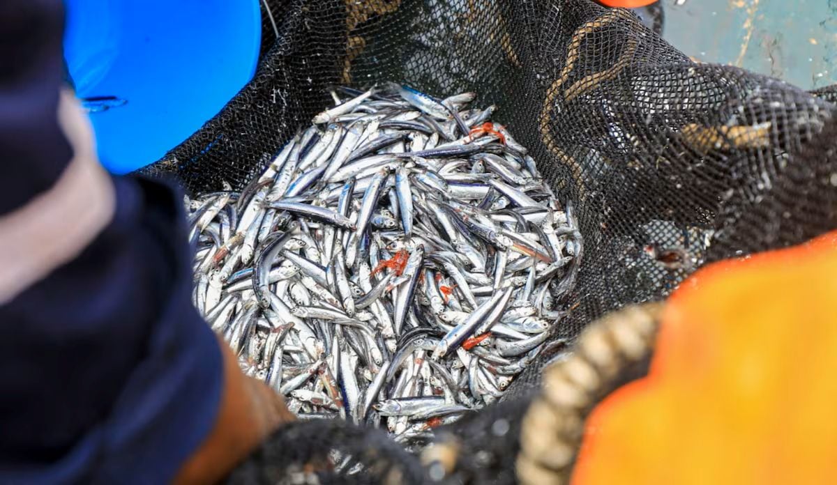 Biomasa de anchoveta cae 28 %. (Foto: Produce)