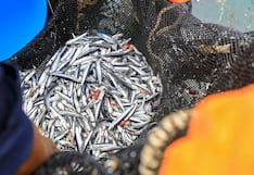 Pesca de anchoveta: Produce descarta nueva temporada por condiciones biológicas desfavorables