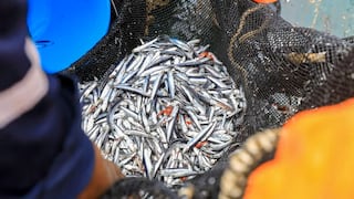 Pesca de anchoveta: Produce descarta nueva temporada por condiciones biológicas desfavorables