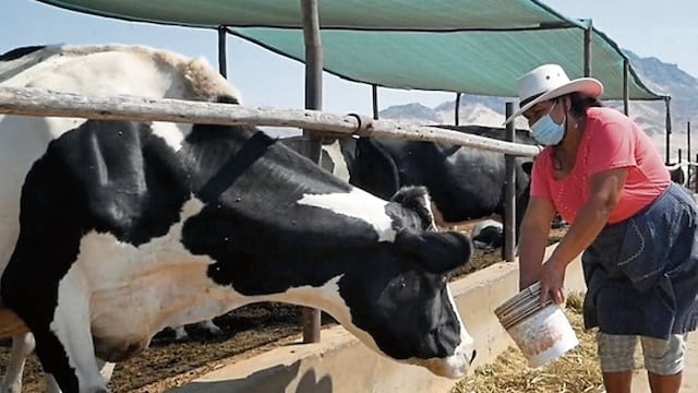Arequipa ya no lidera la producción de leche en el país 