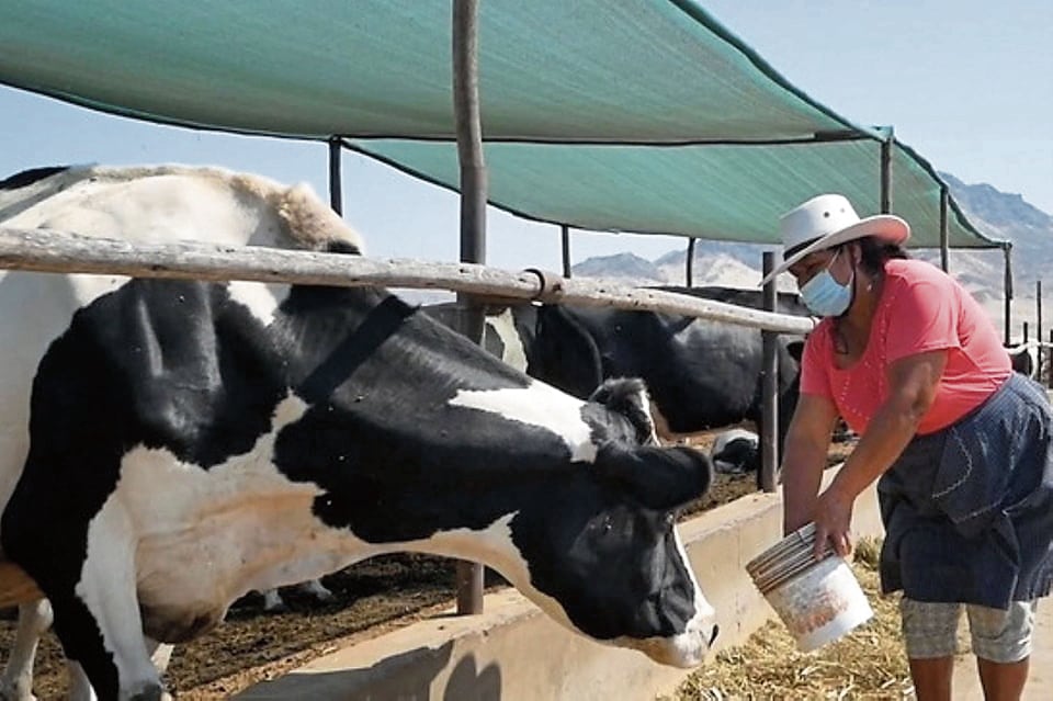 La producción de leche en Arequipa bajó por el abandono del sector por parte de miles de ganaderos. (Foto: Difusión)