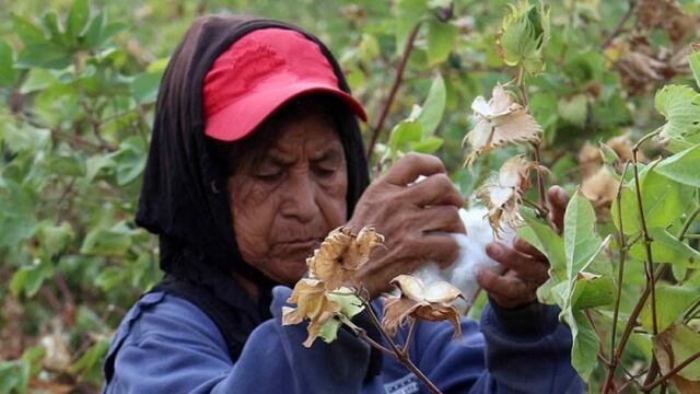 Gestionan financiamiento para 500 hectáreas de algodón en el Bajo Piura 