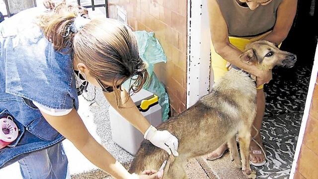 15 casos de mordedura de perro en Huaraz