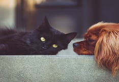 Siete mitos y verdades sobre la esterilización de mascotas en Perú