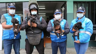 Rescatan 50 cachorros del comercio informal en el Cercado de Lima