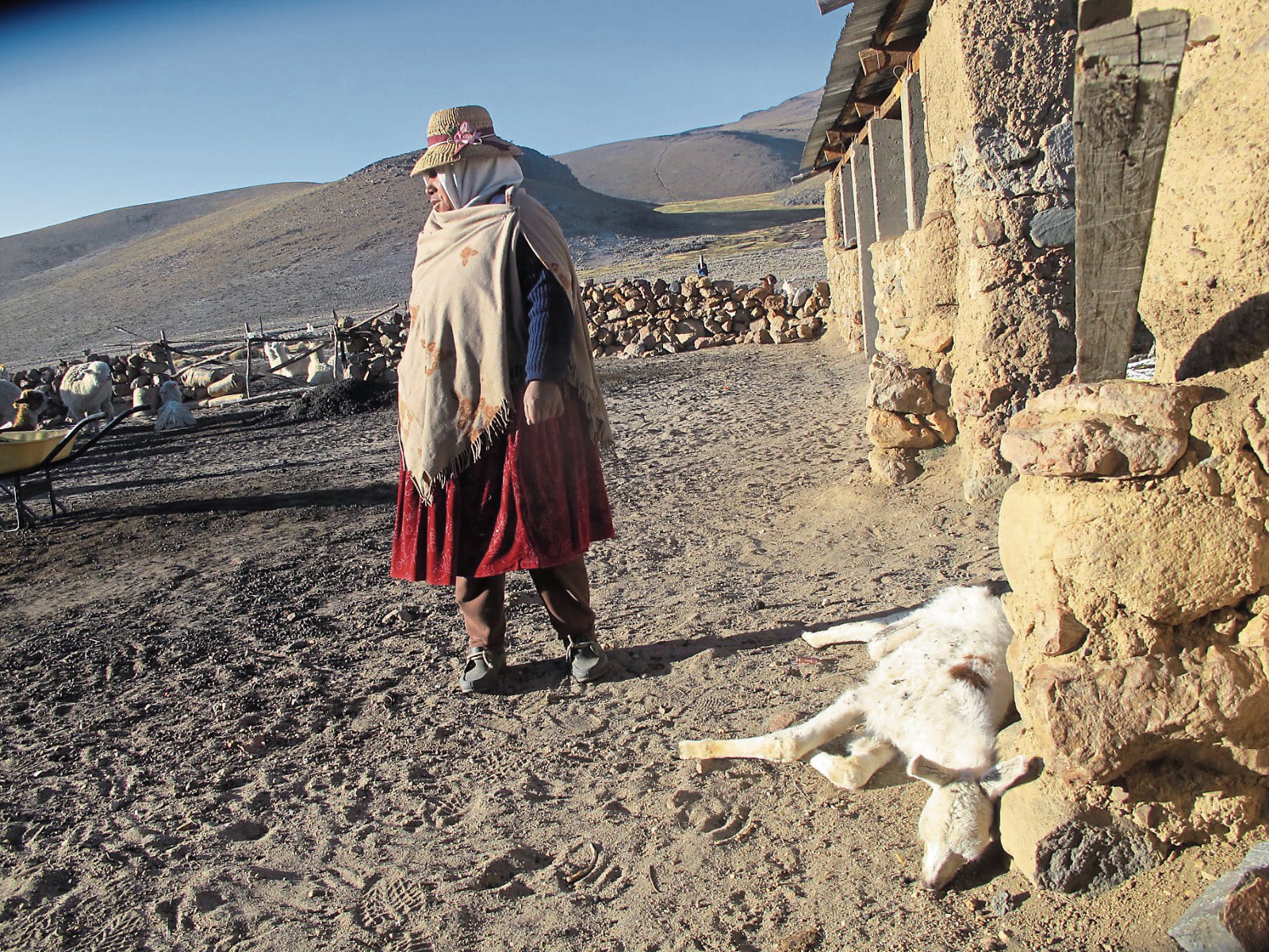 Pobladores afectados se dedican a la crianza de alpacas (Foto: GEC)