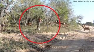 Video: Dramático ataque de un leopardo a su presa es furor en Youtube