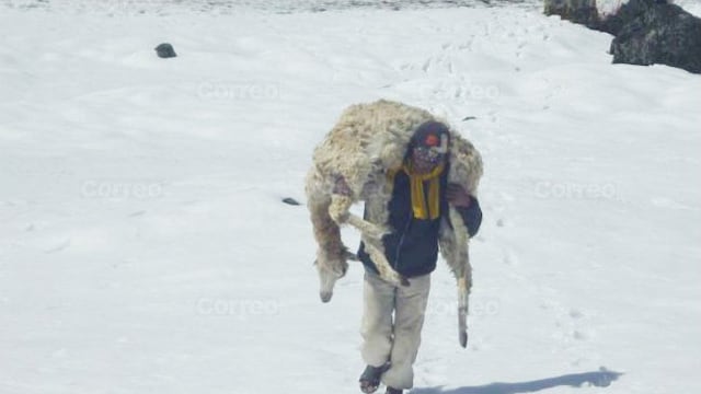 Arequipa: Frío mata cinco mil camélidos en la provincia de Caylloma